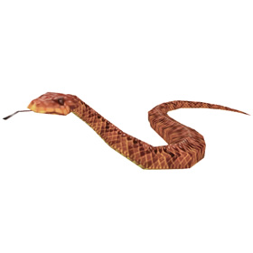 Brown Snake