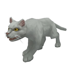 White Kitten