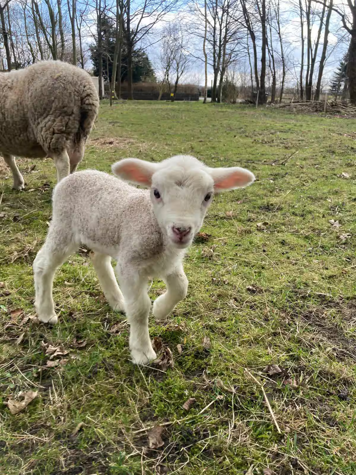 Sheep 1