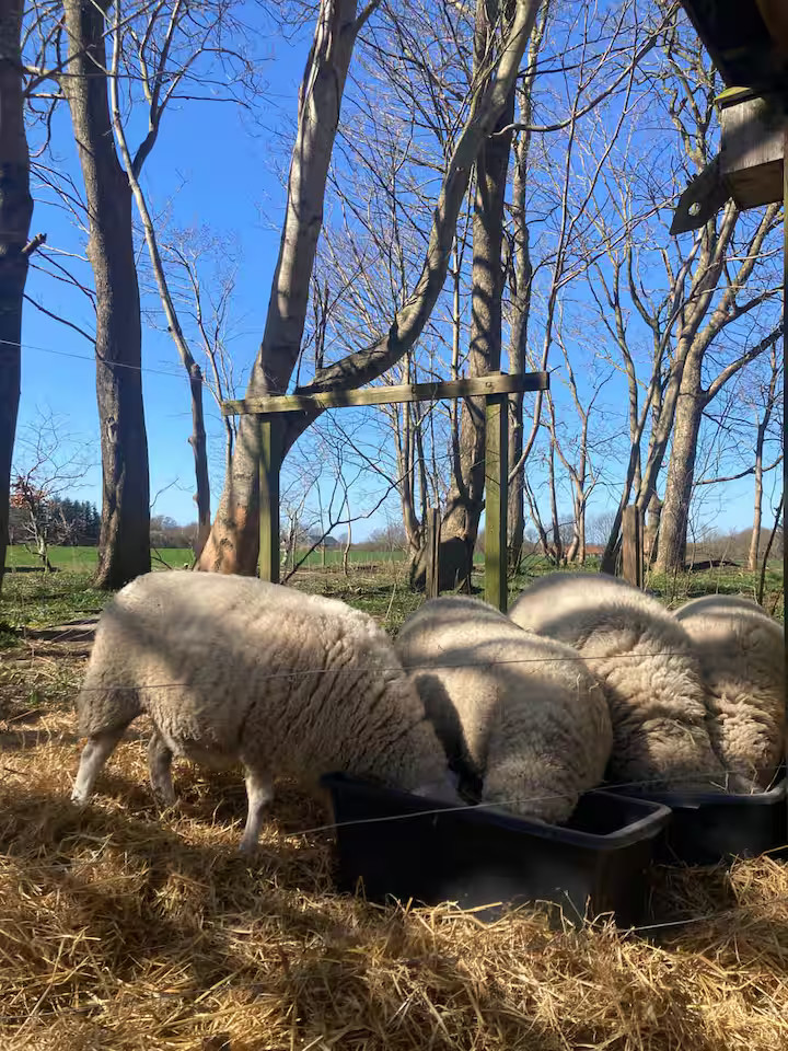 Sheep 2