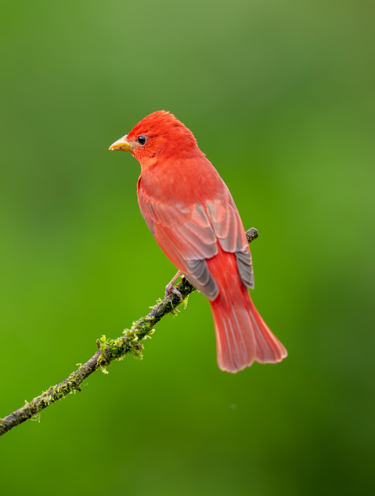 Song Birds
