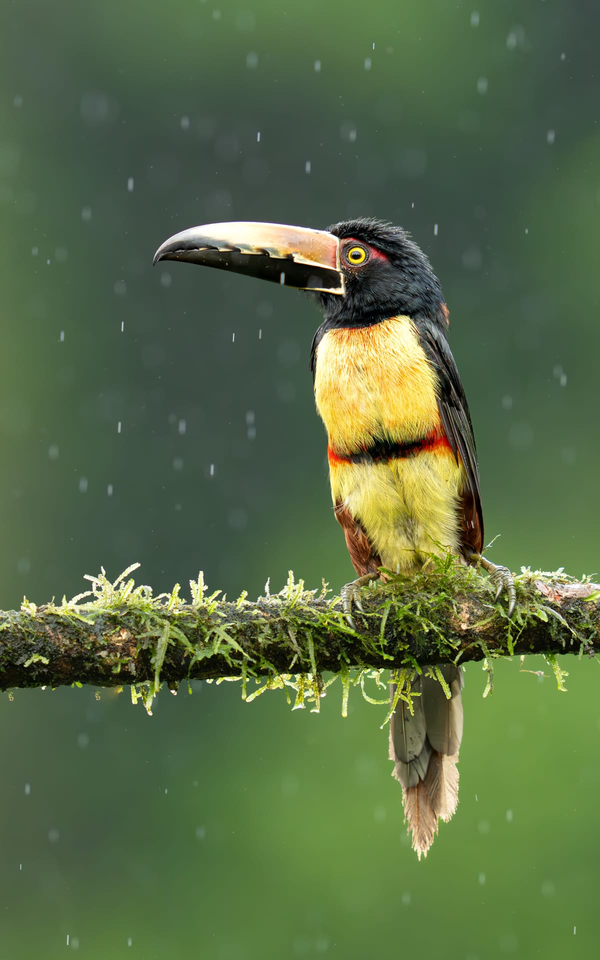 Song Birds