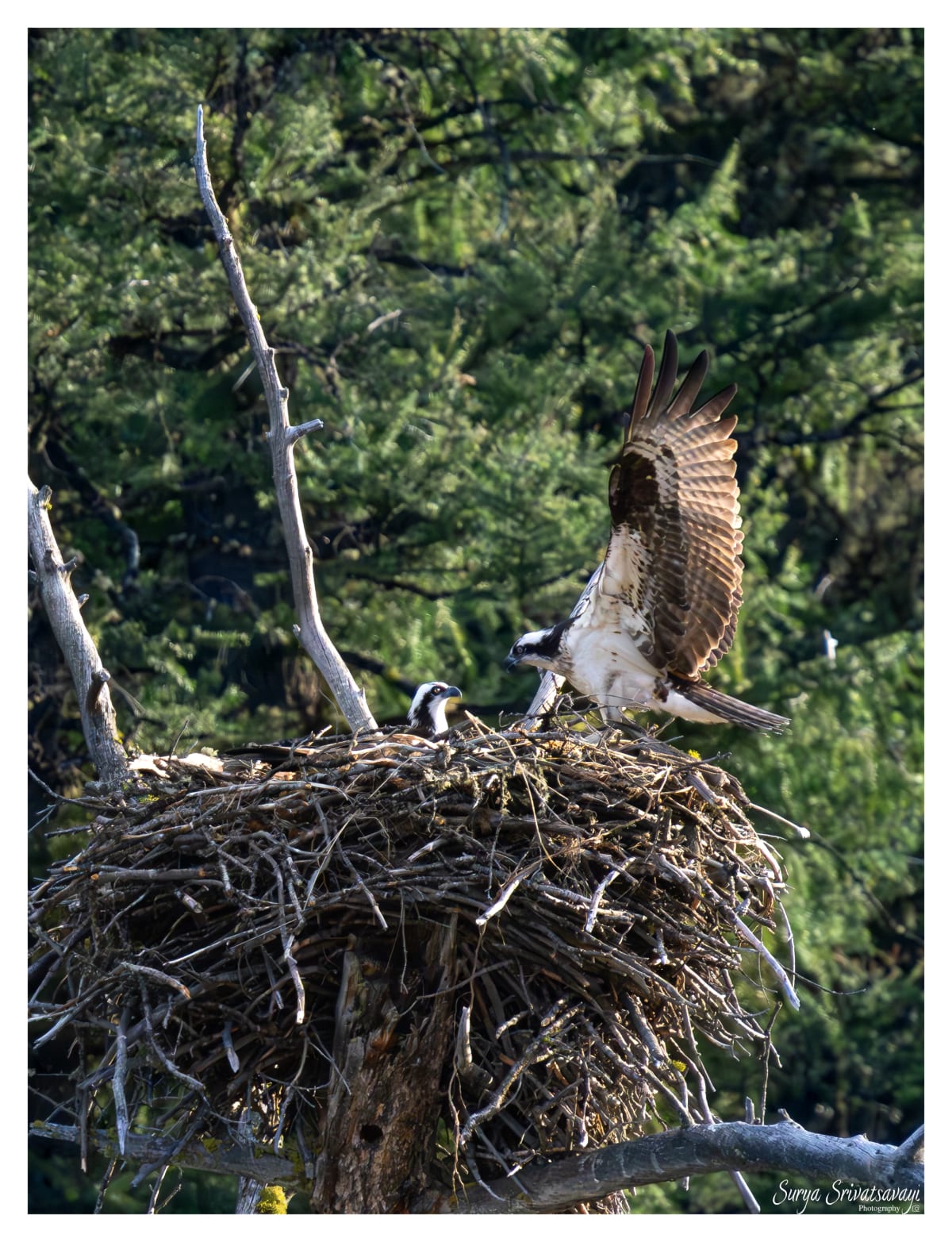 Birds of Prey