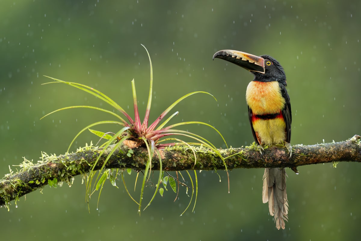Song Birds