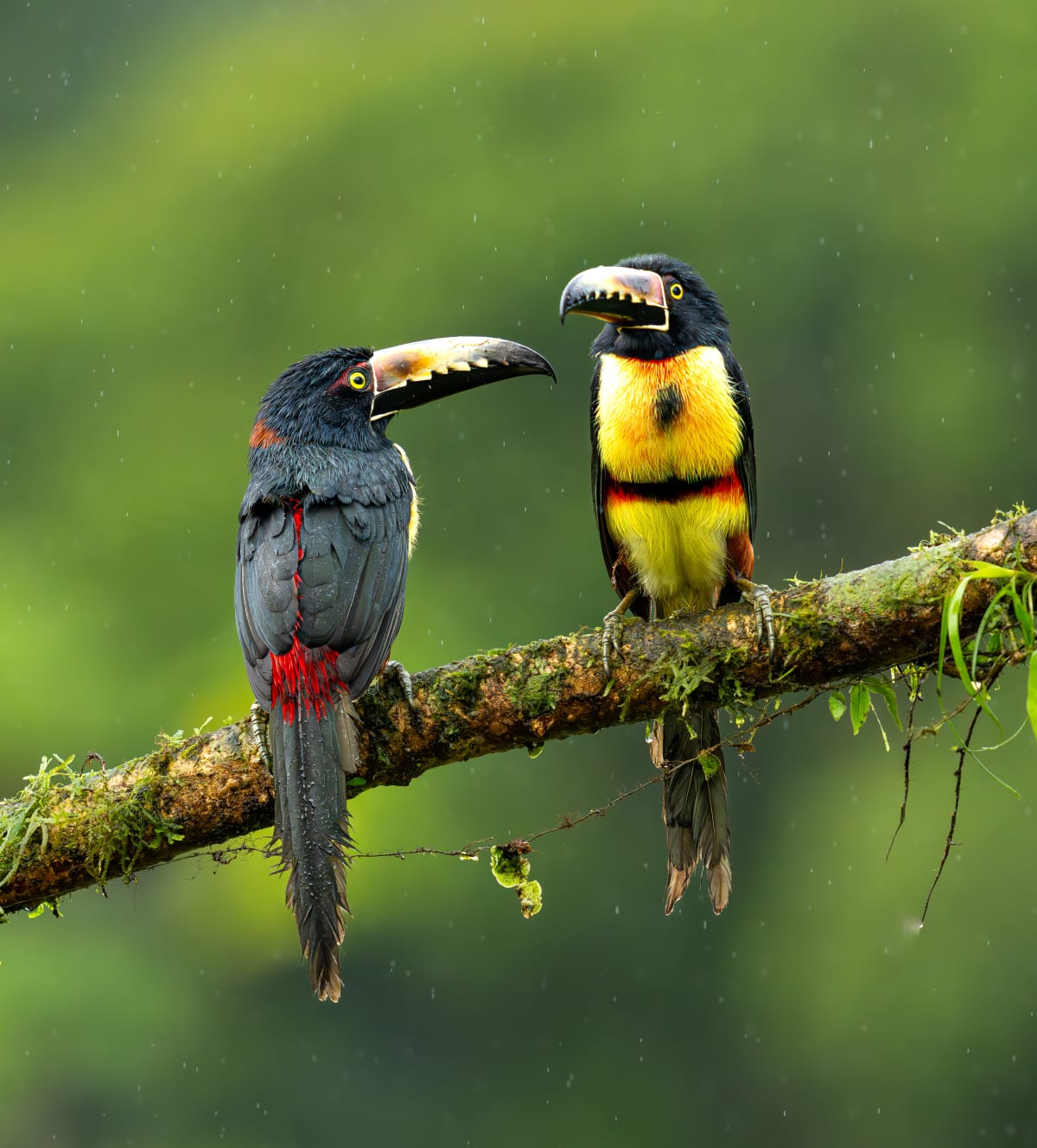 Song Birds