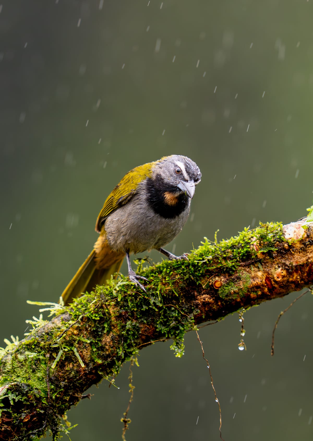 Song Birds