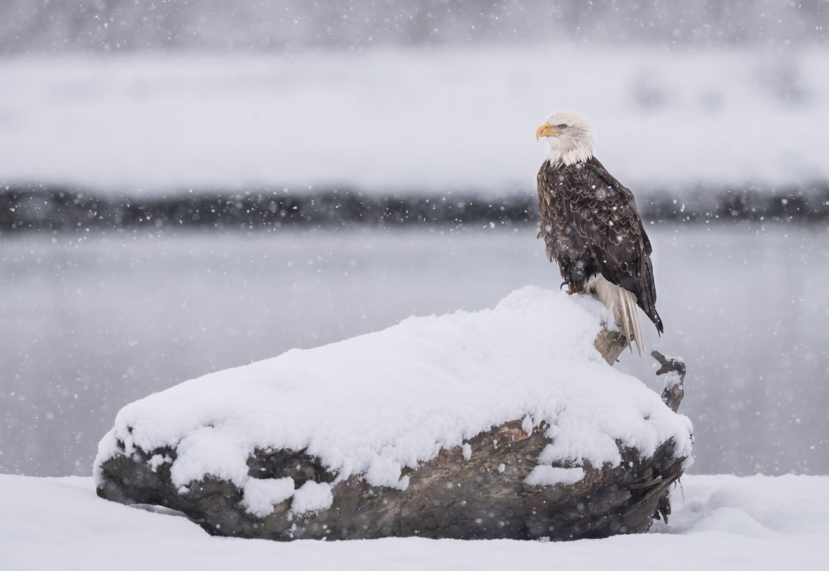 Birds of Prey