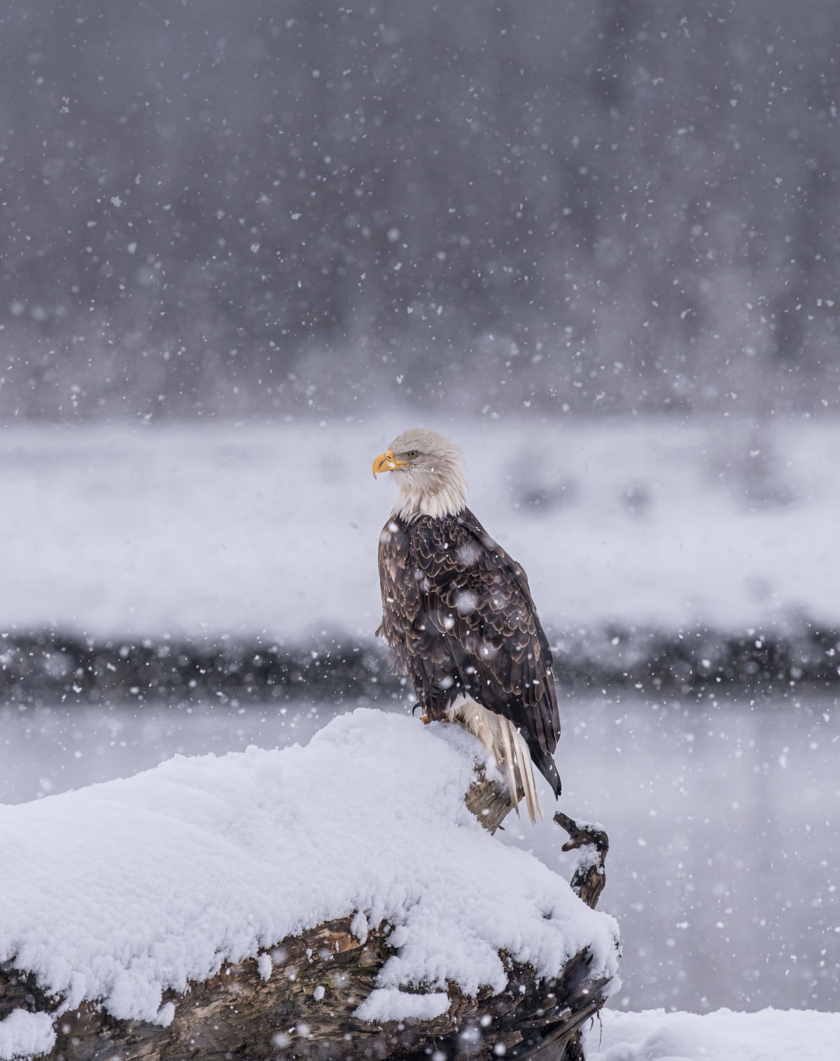 Birds of Prey