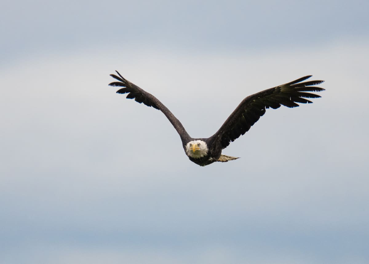 Birds of Prey