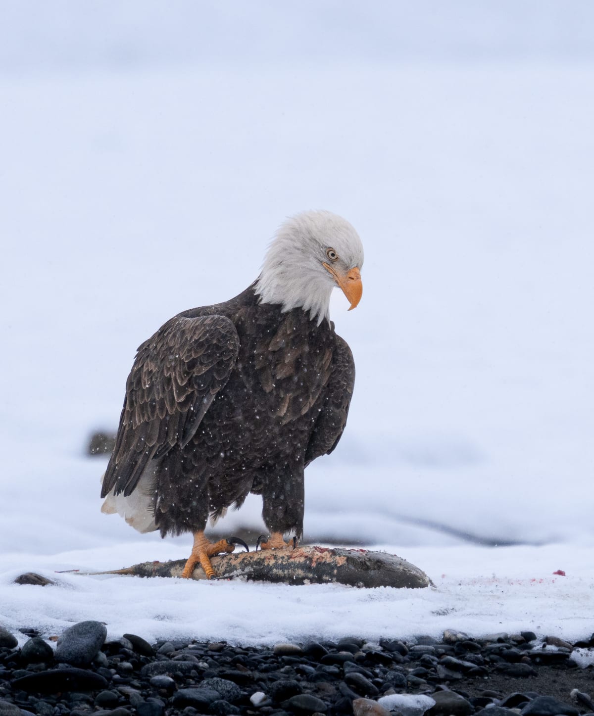 Birds of Prey