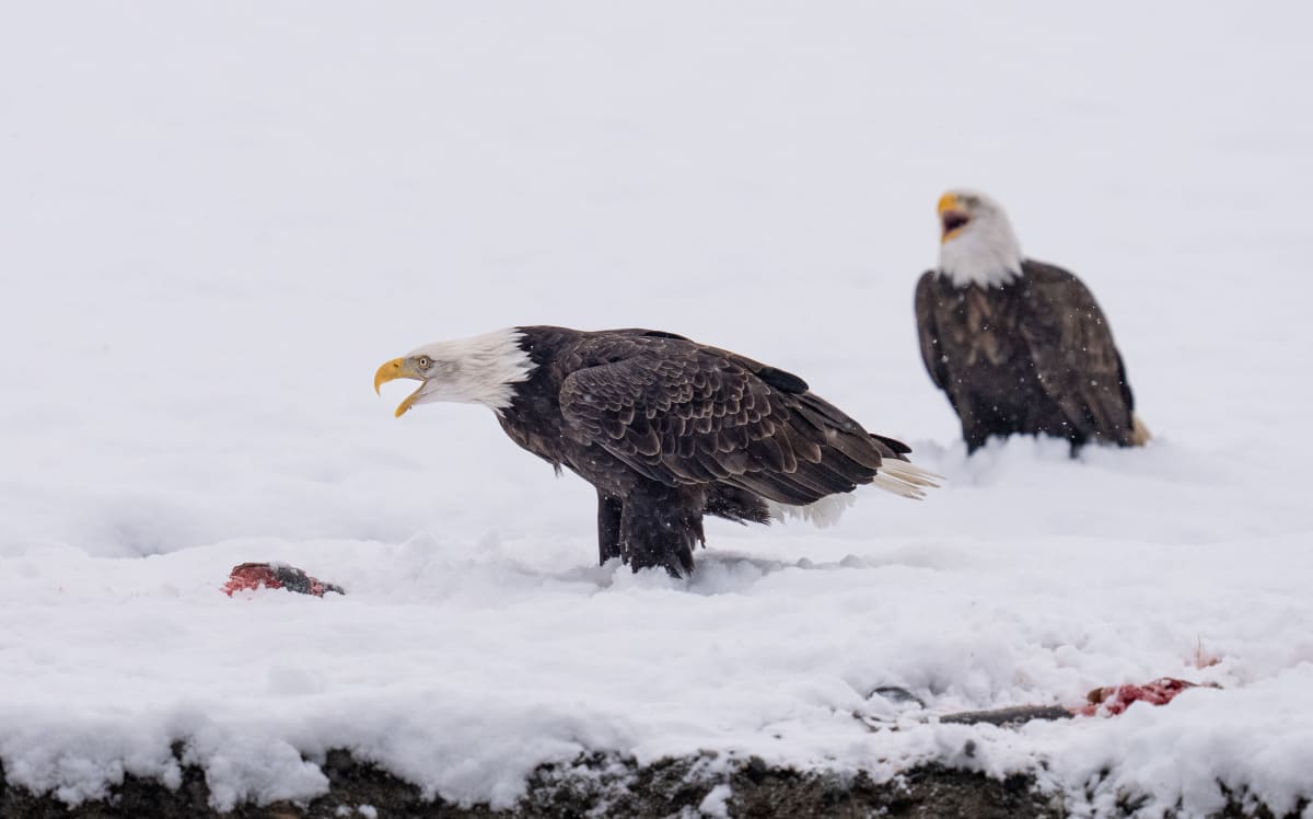 Birds of Prey