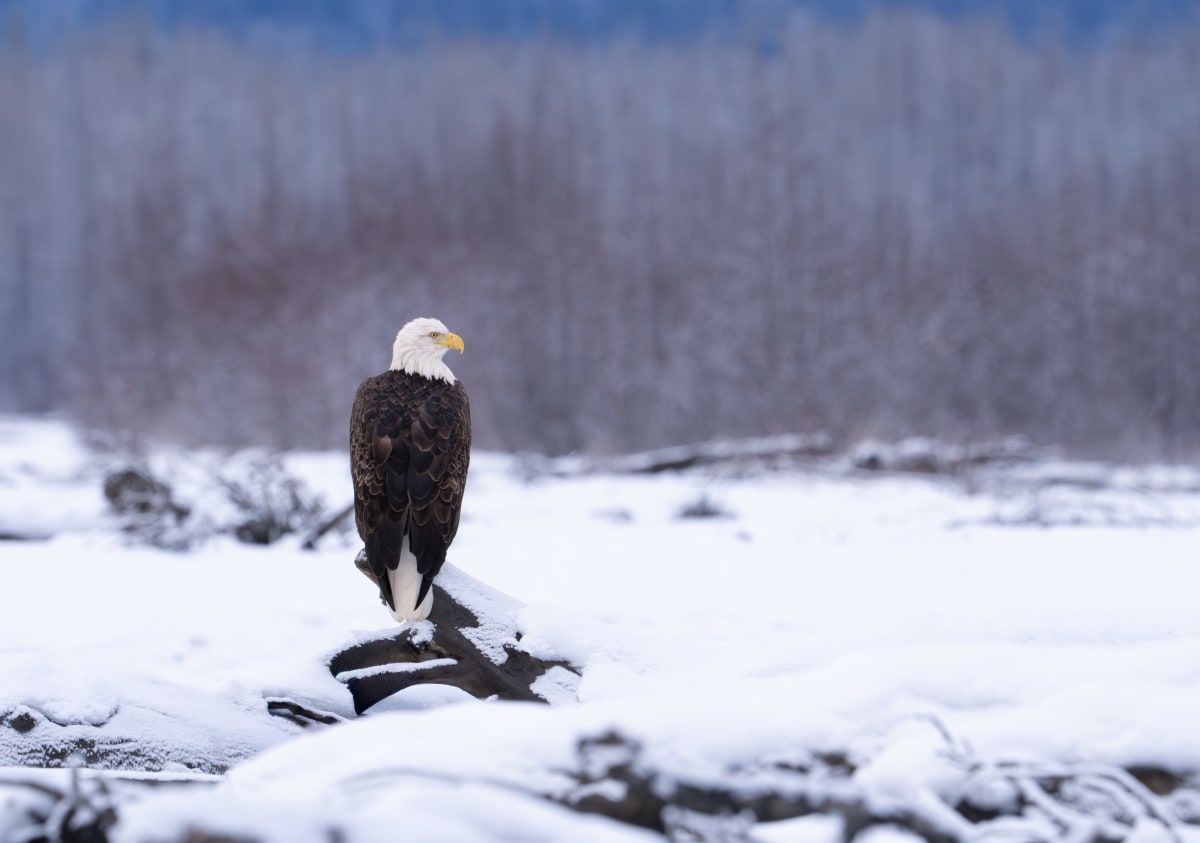 Birds of Prey
