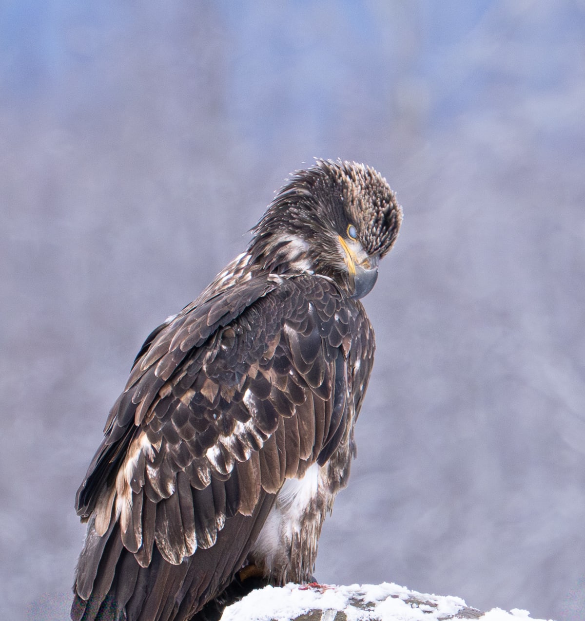 Birds of Prey