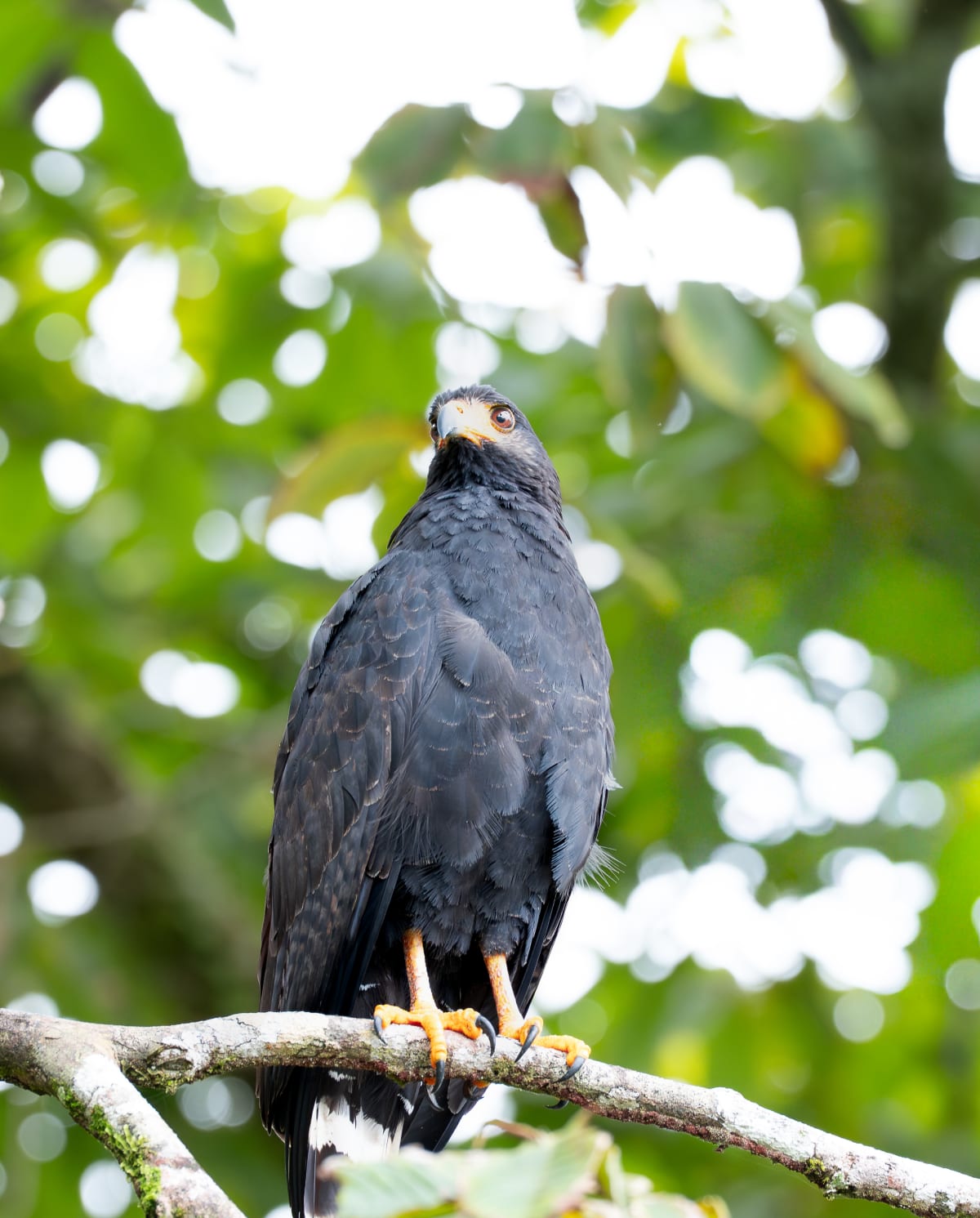 Eagles, owls — the hunters