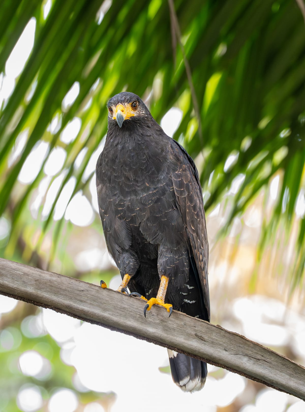 Birds of Prey