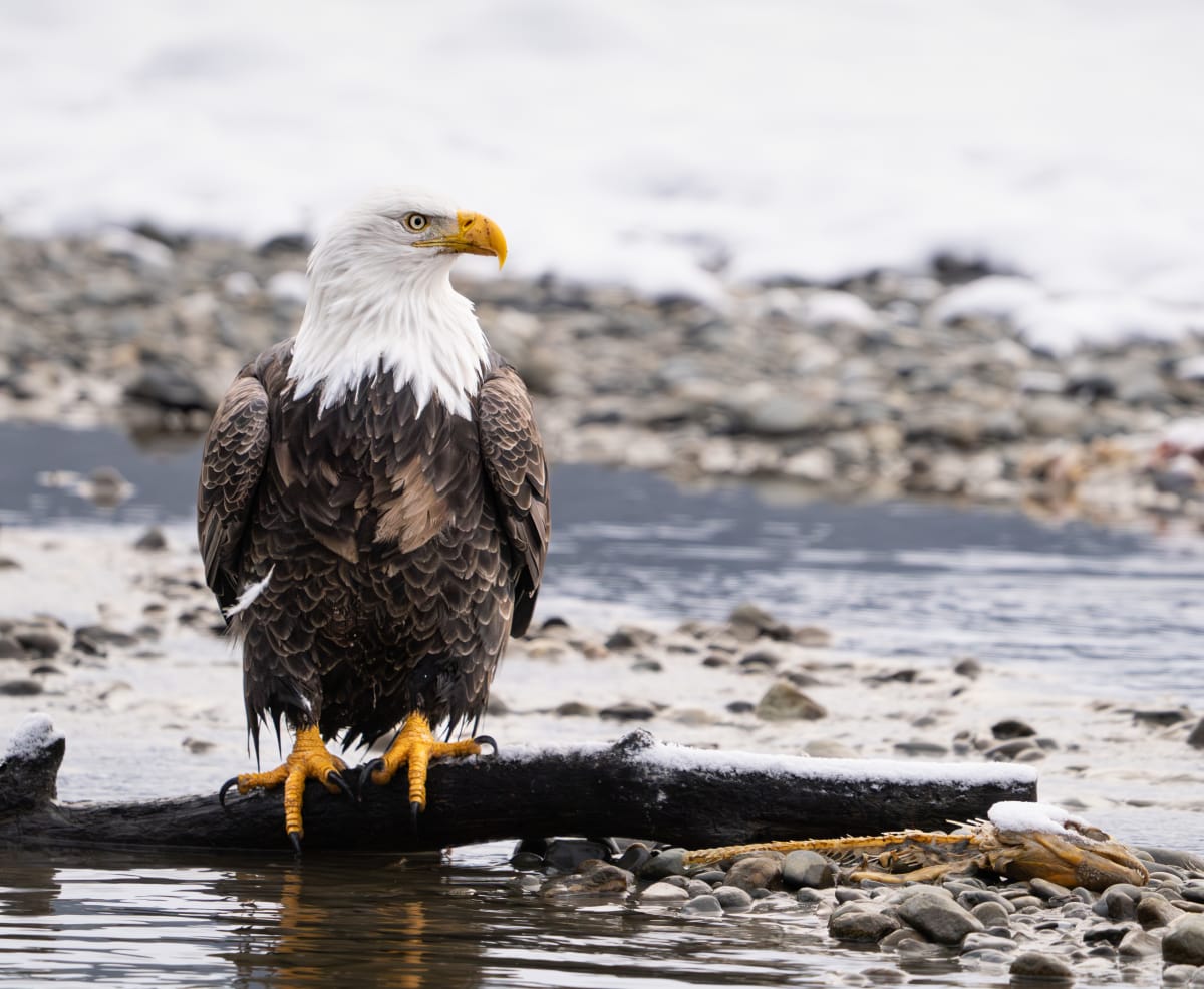 Birds of Prey