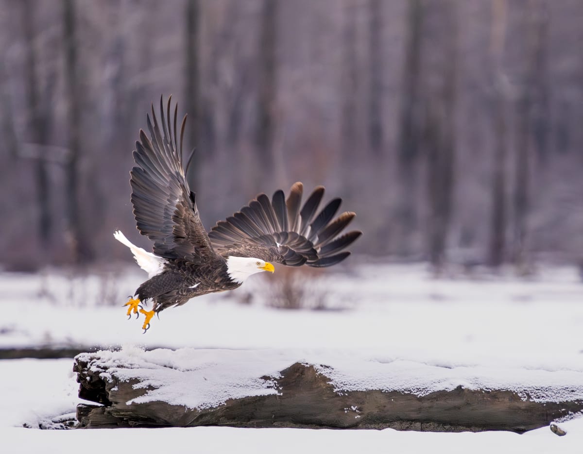 Birds of Prey