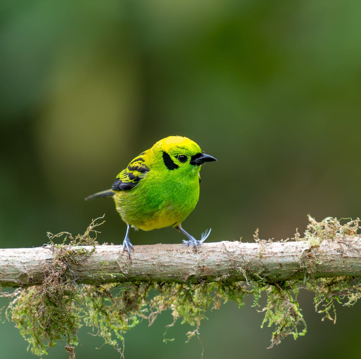 Song Birds