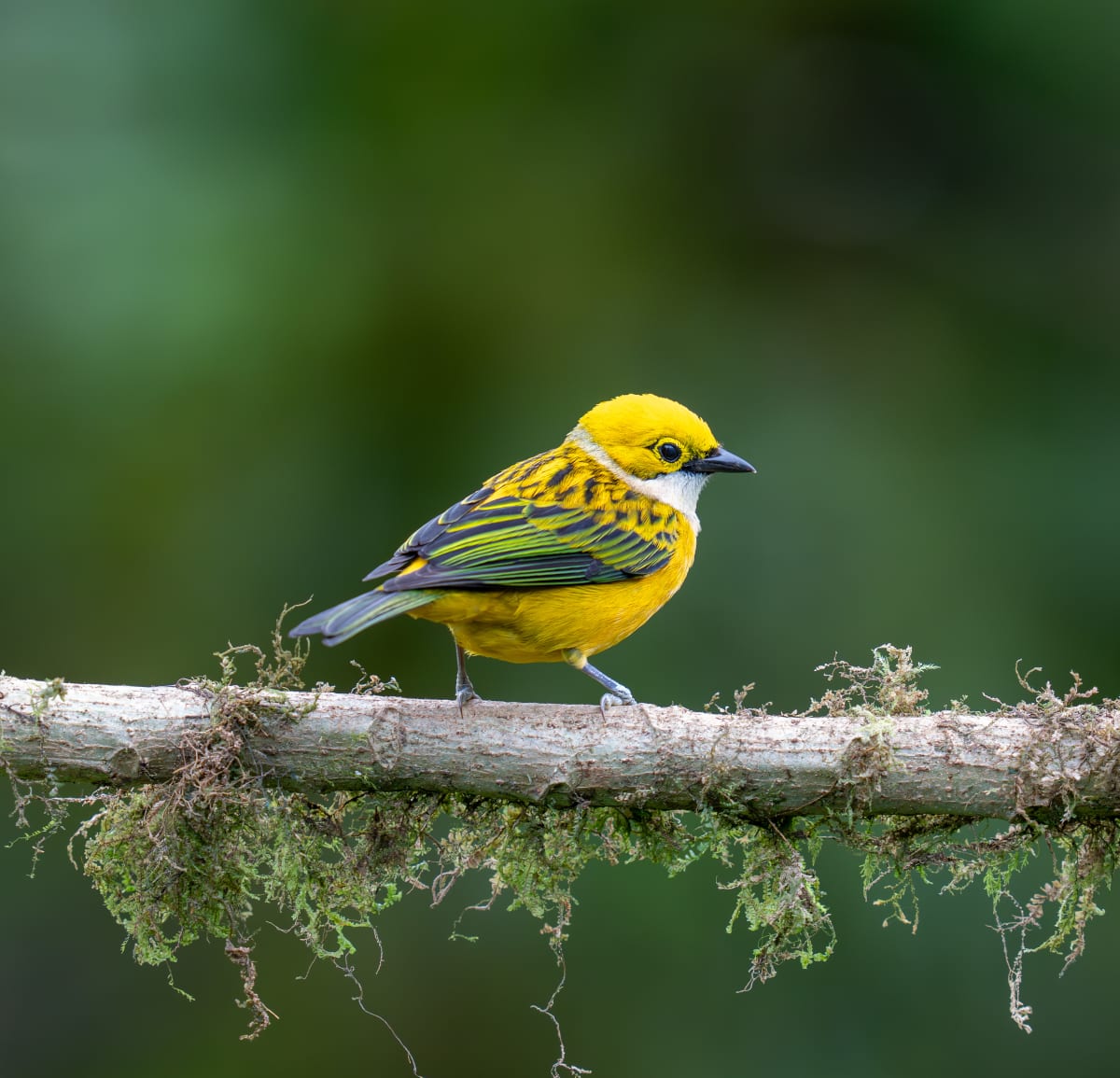Song Birds