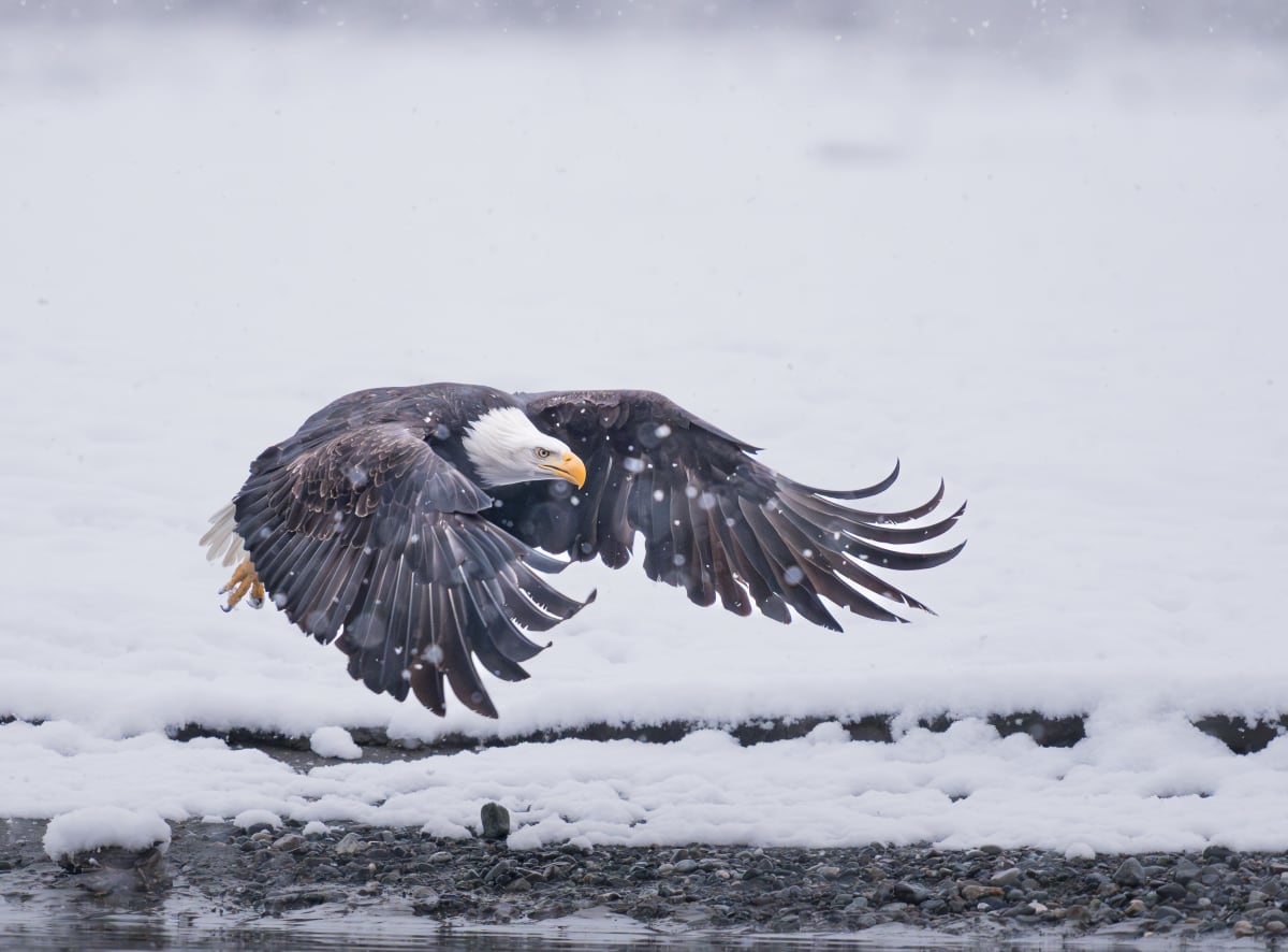 Birds of Prey