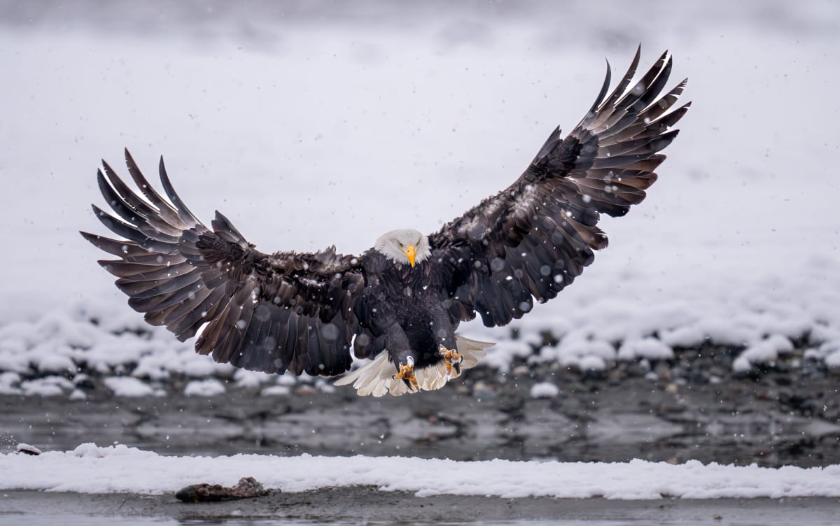 Birds of Prey