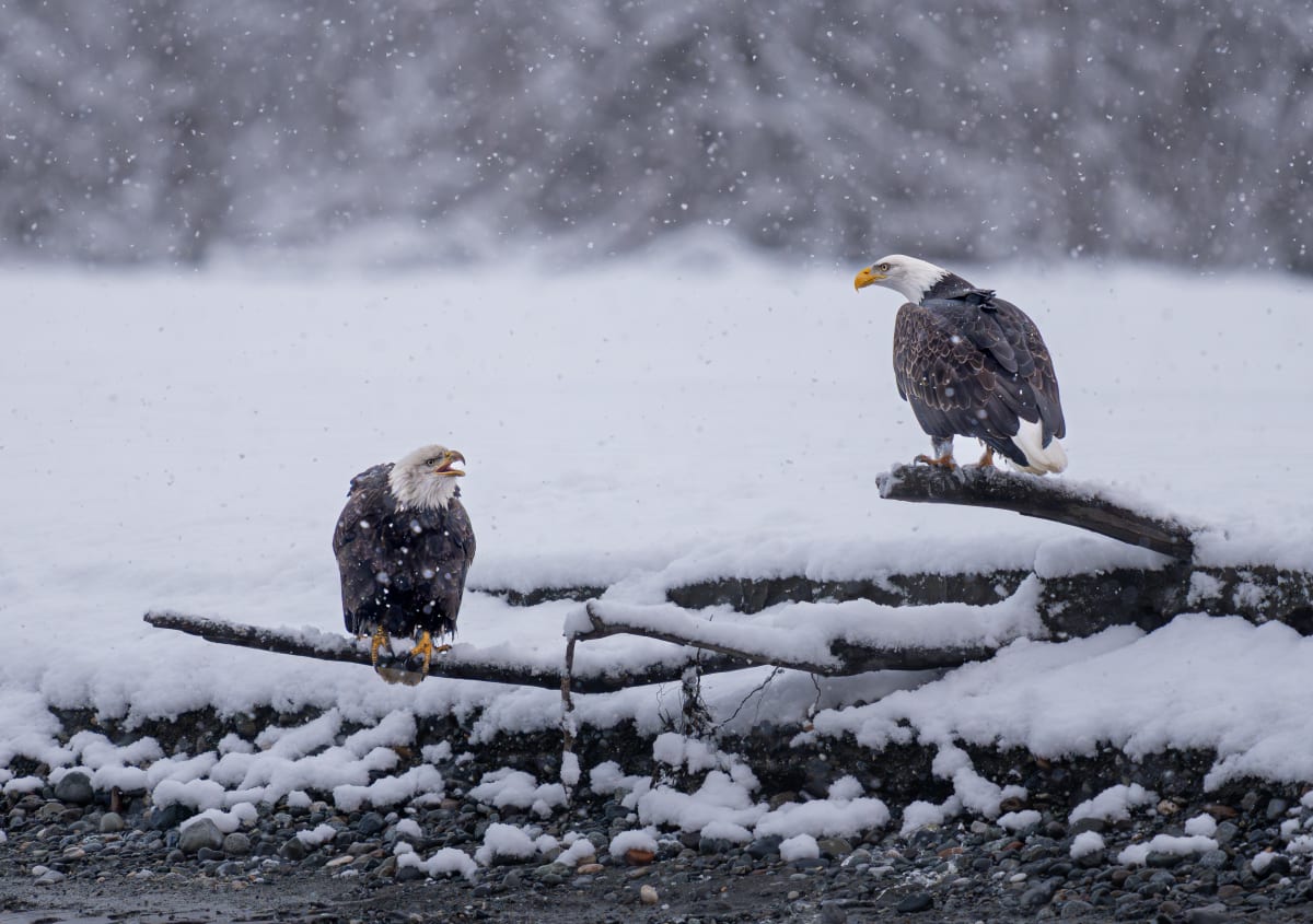 Birds of Prey