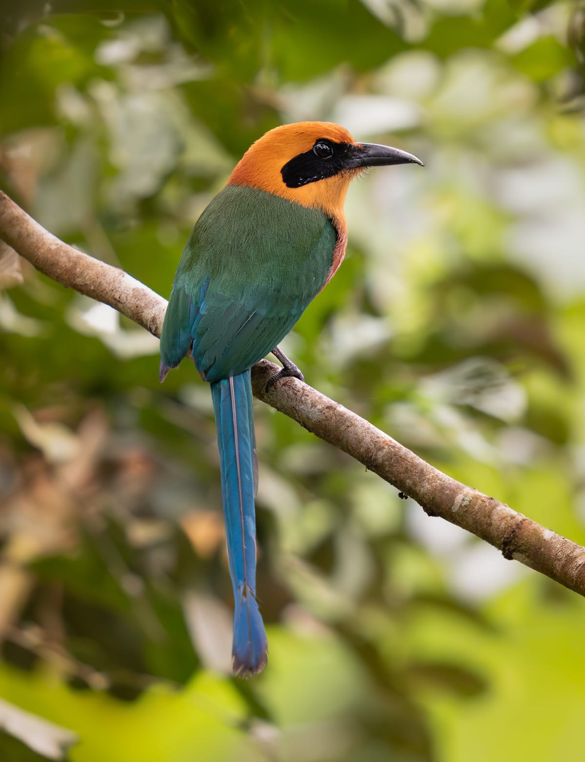 Song Birds
