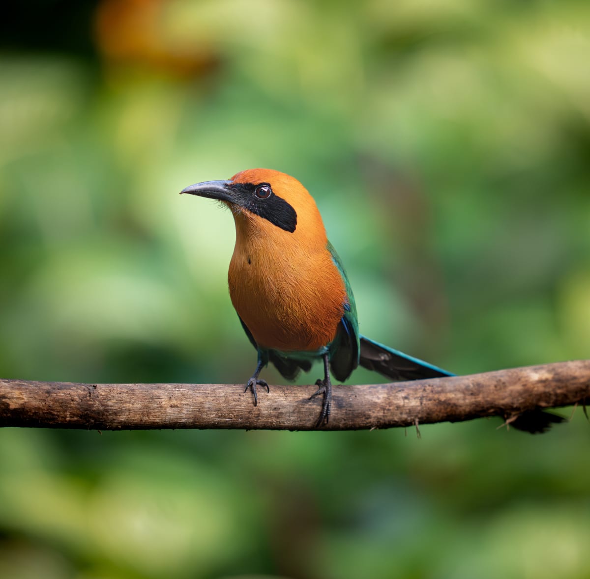 Song Birds