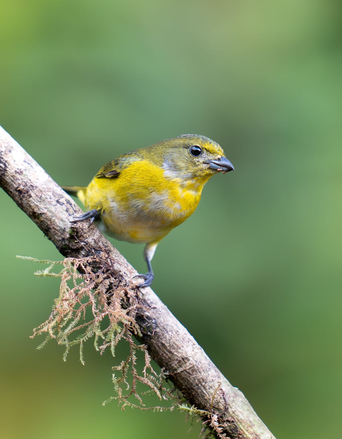 Song Birds