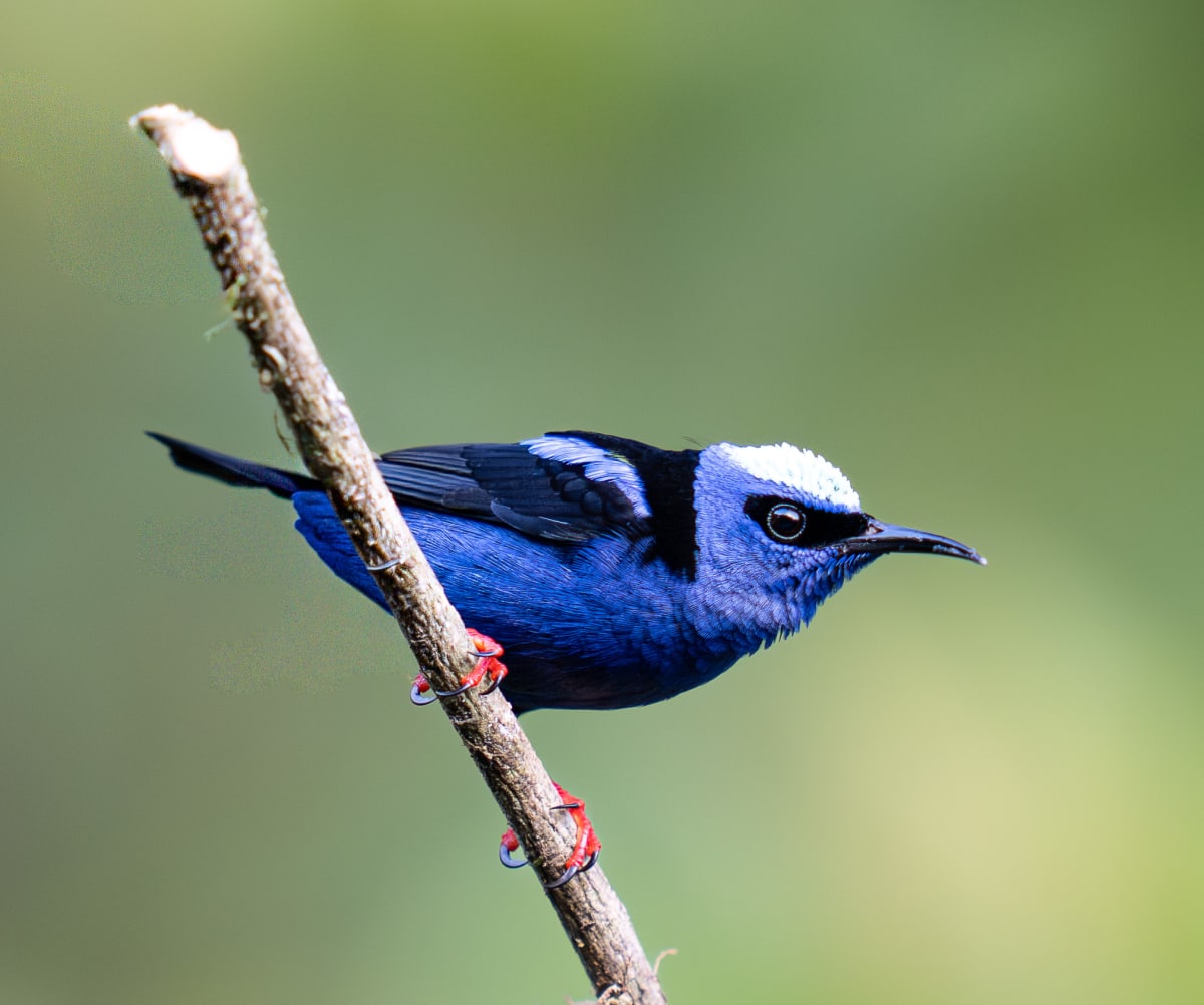 Song Birds