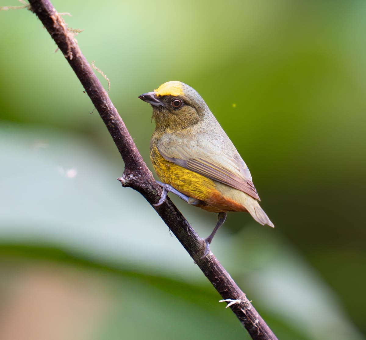 Song Birds