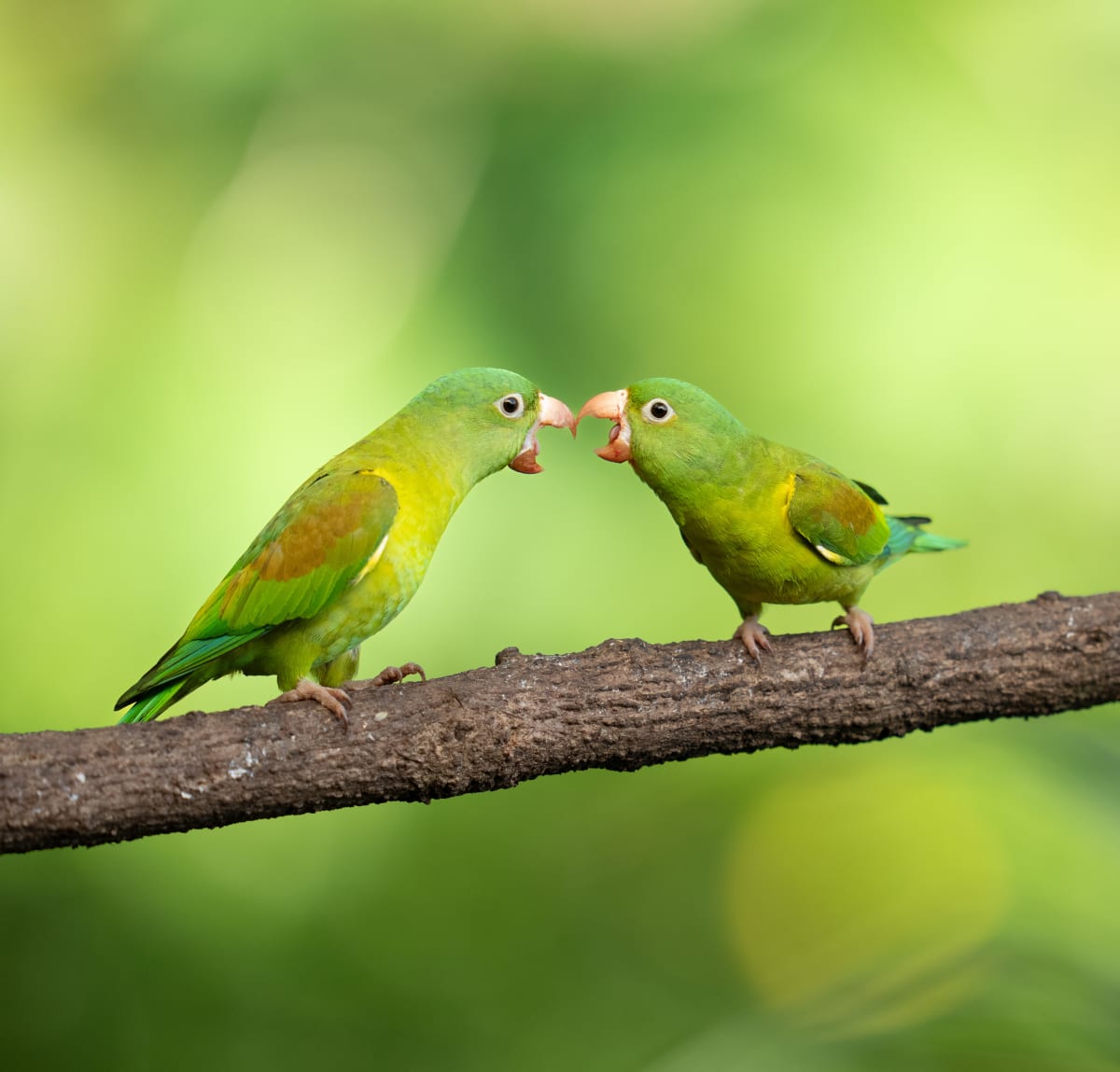 Song Birds