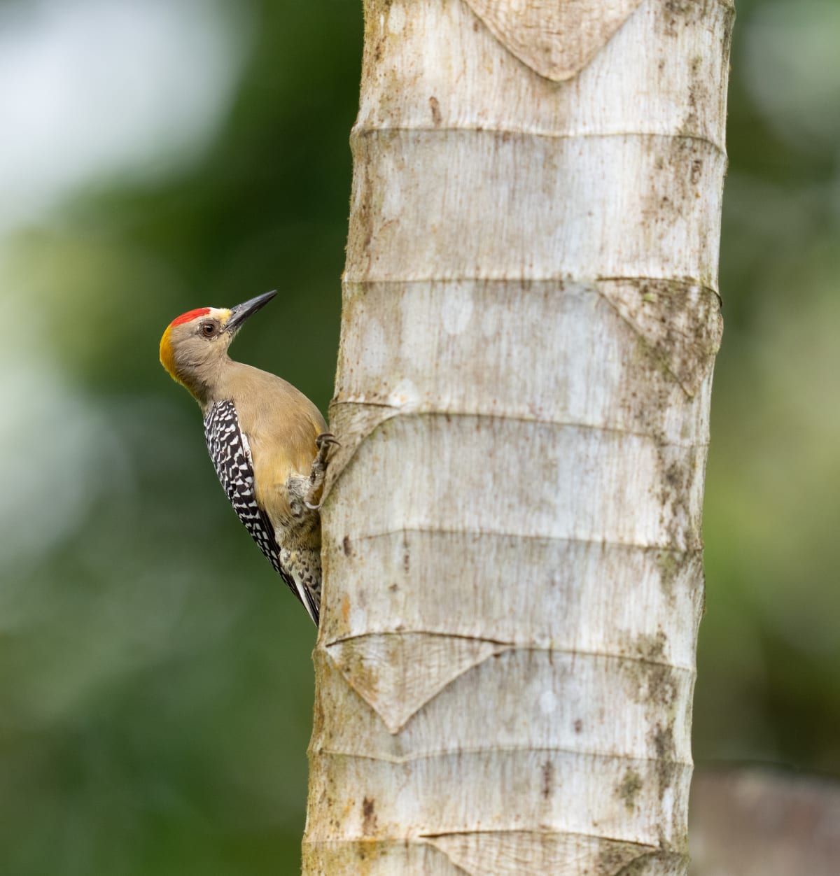 Song Birds