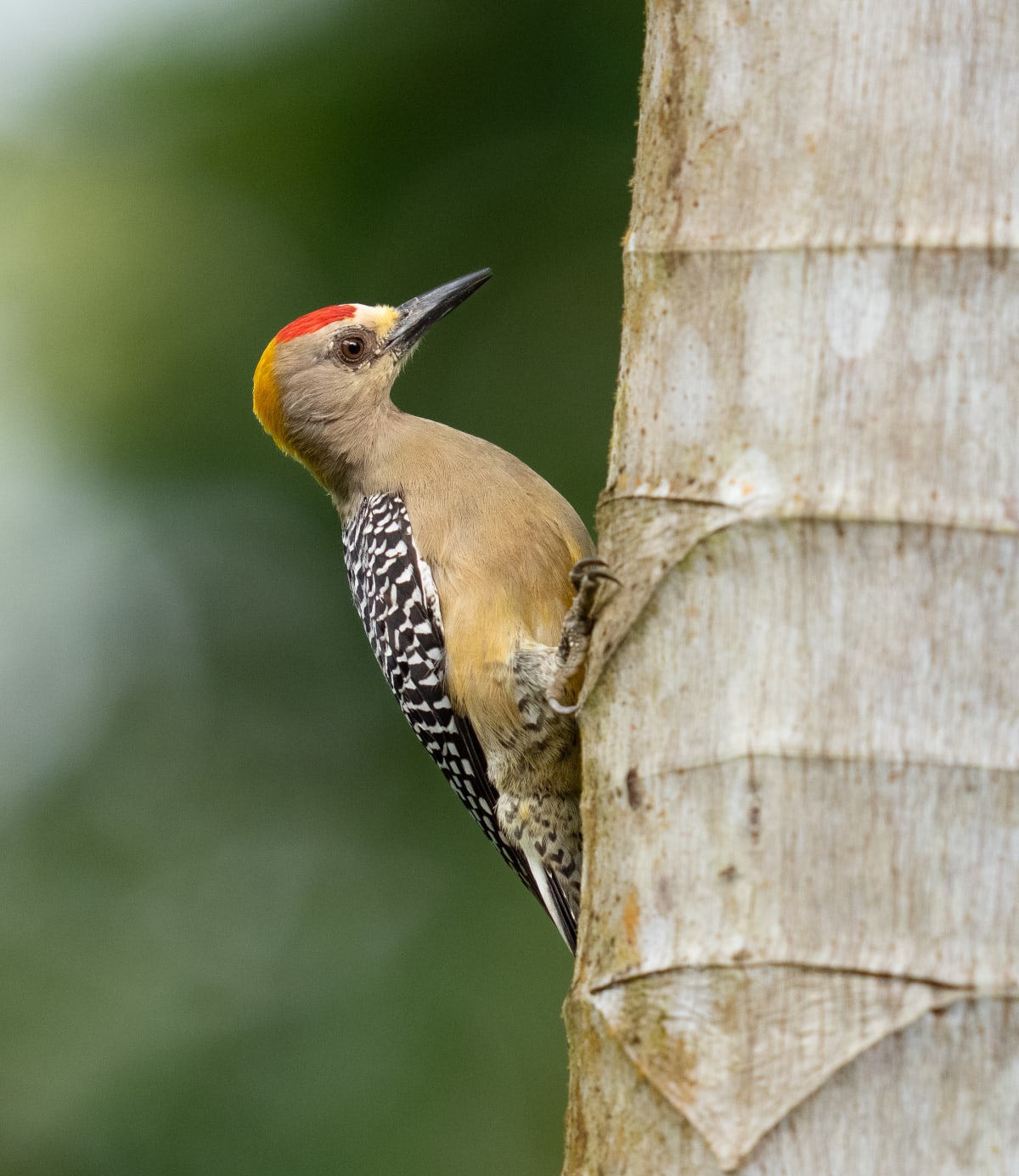 Song Birds