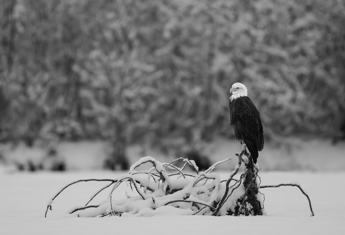 Birds of Prey
