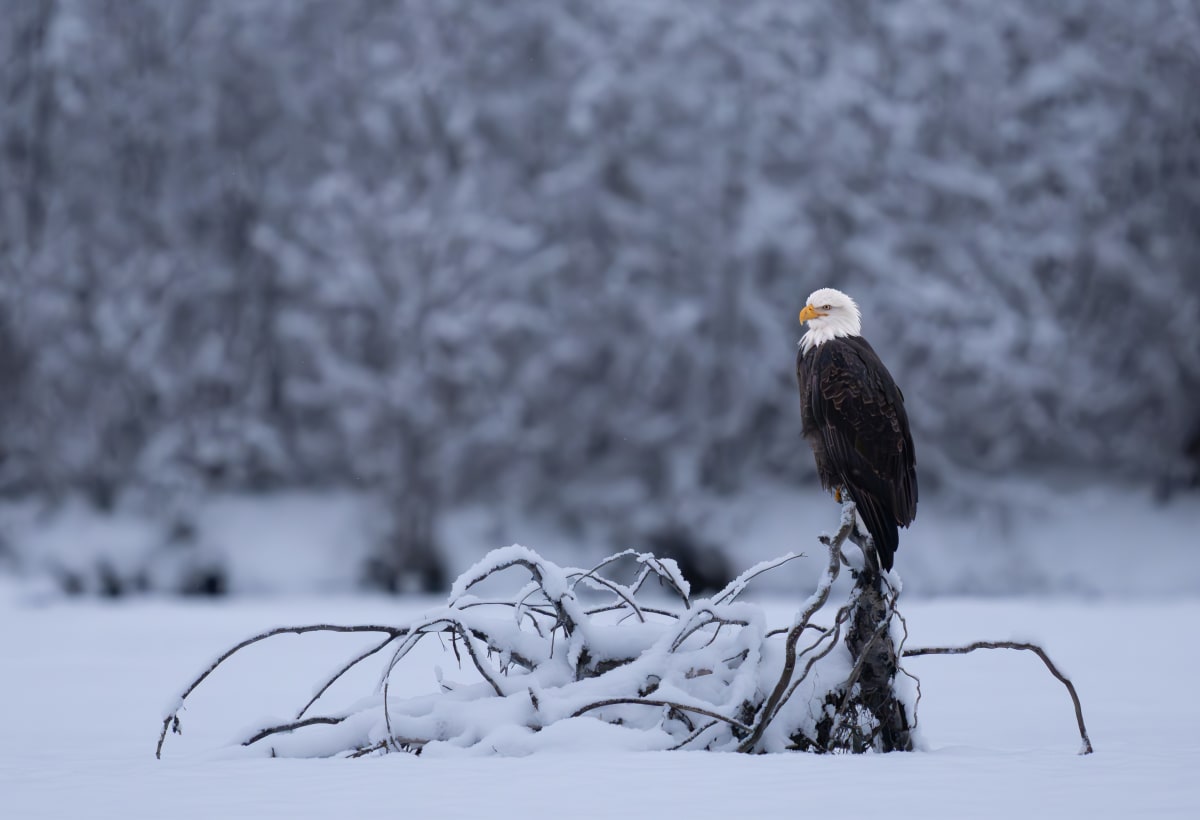 Birds of Prey
