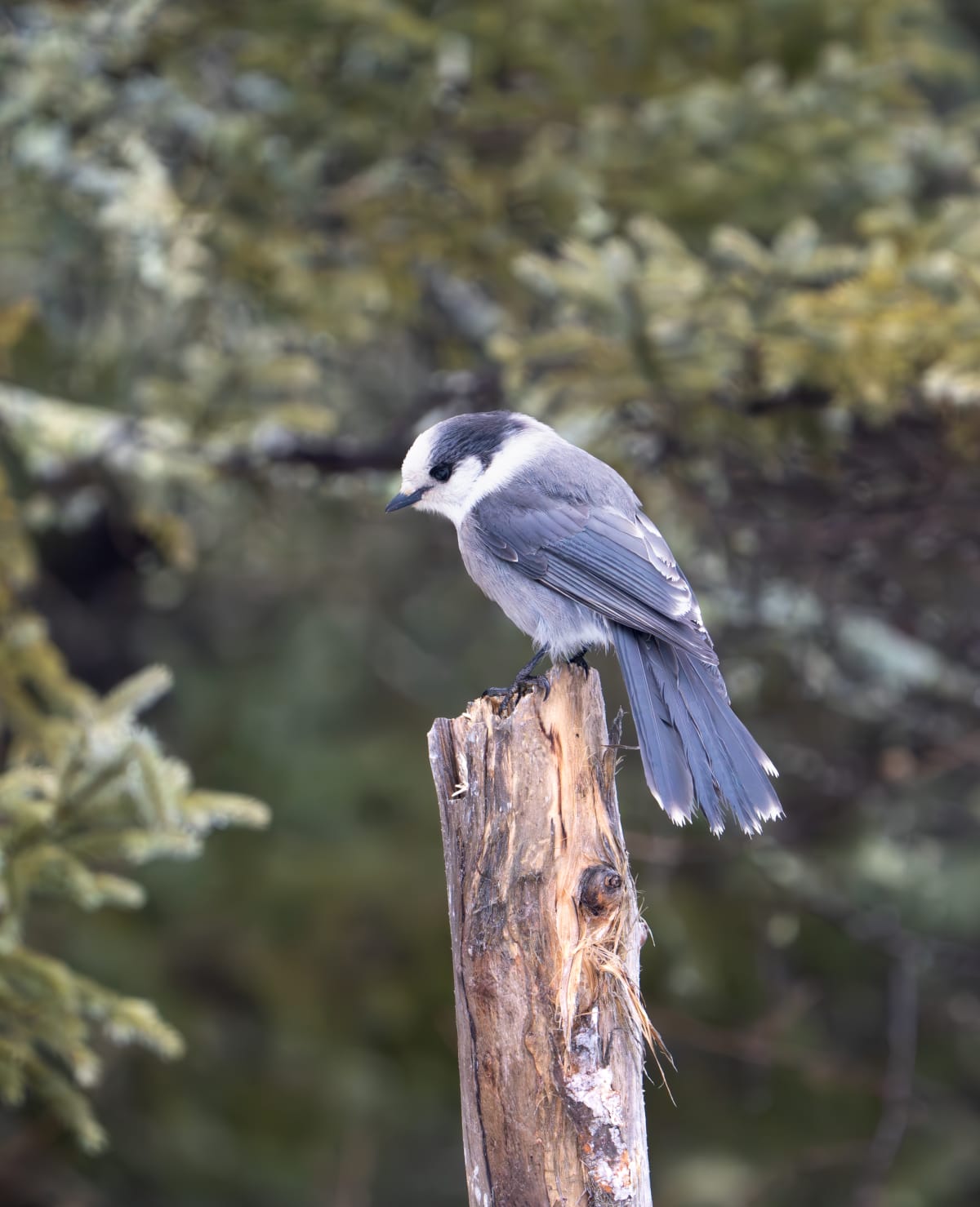 Song Birds