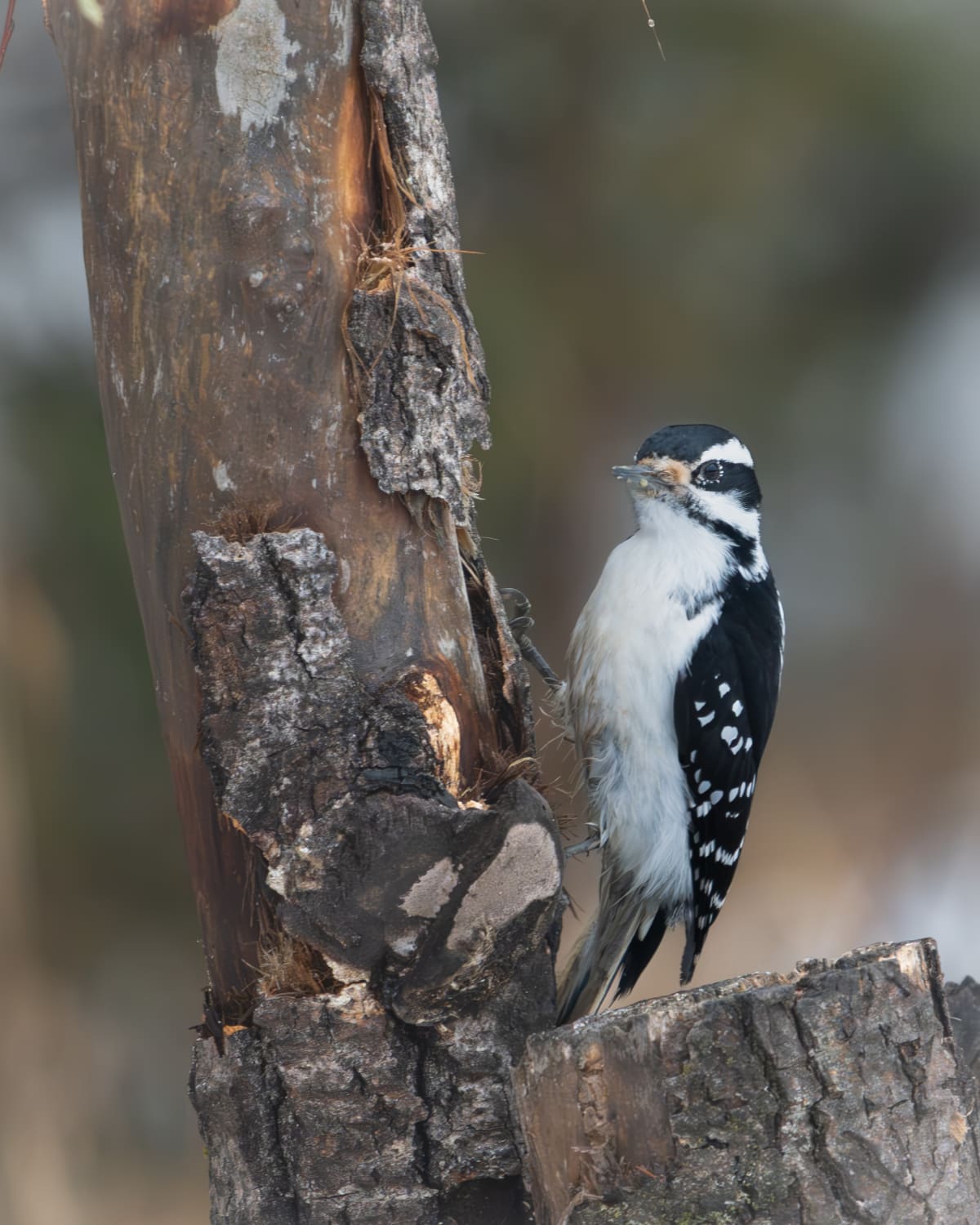 Song Birds