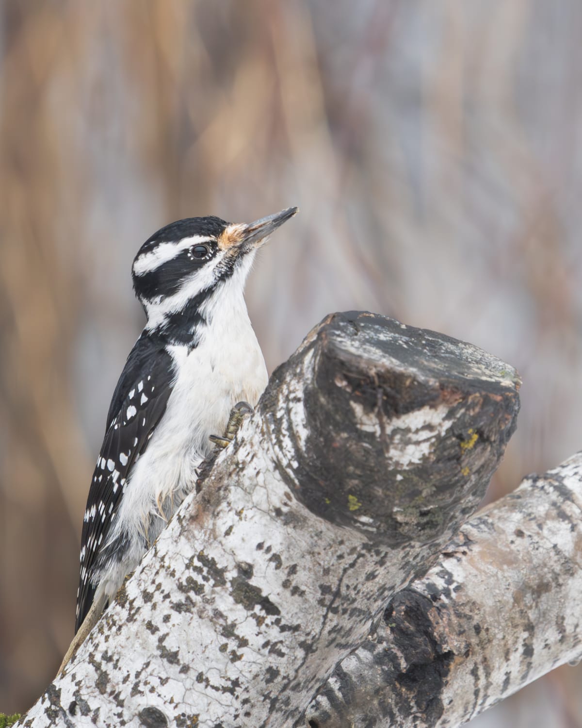 Song Birds
