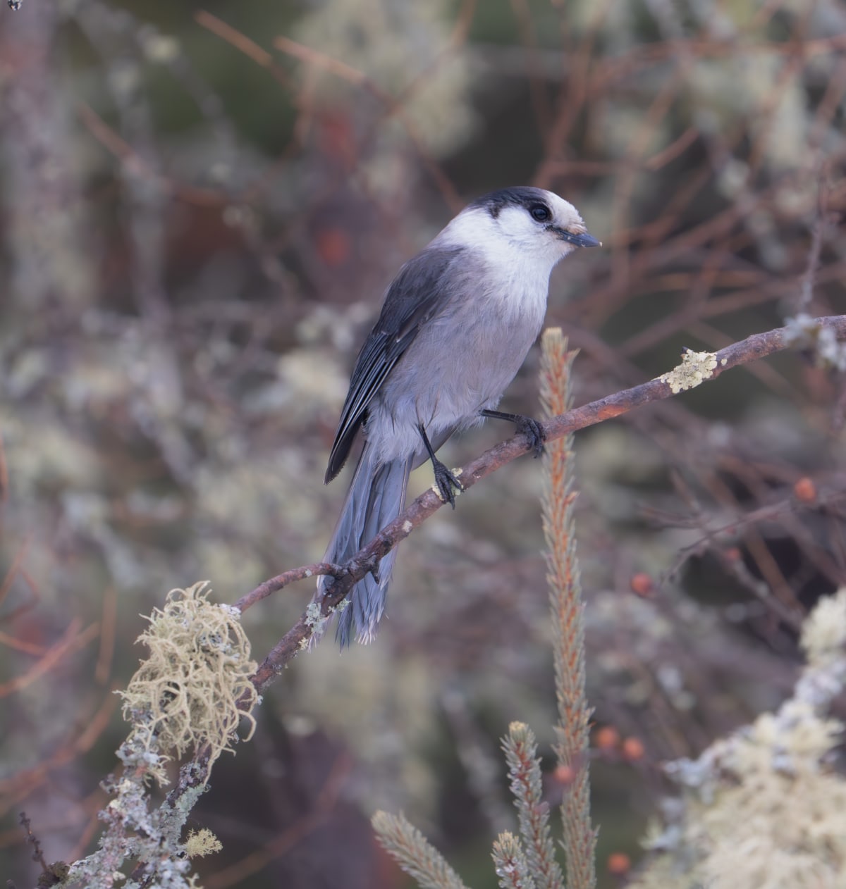 Song Birds