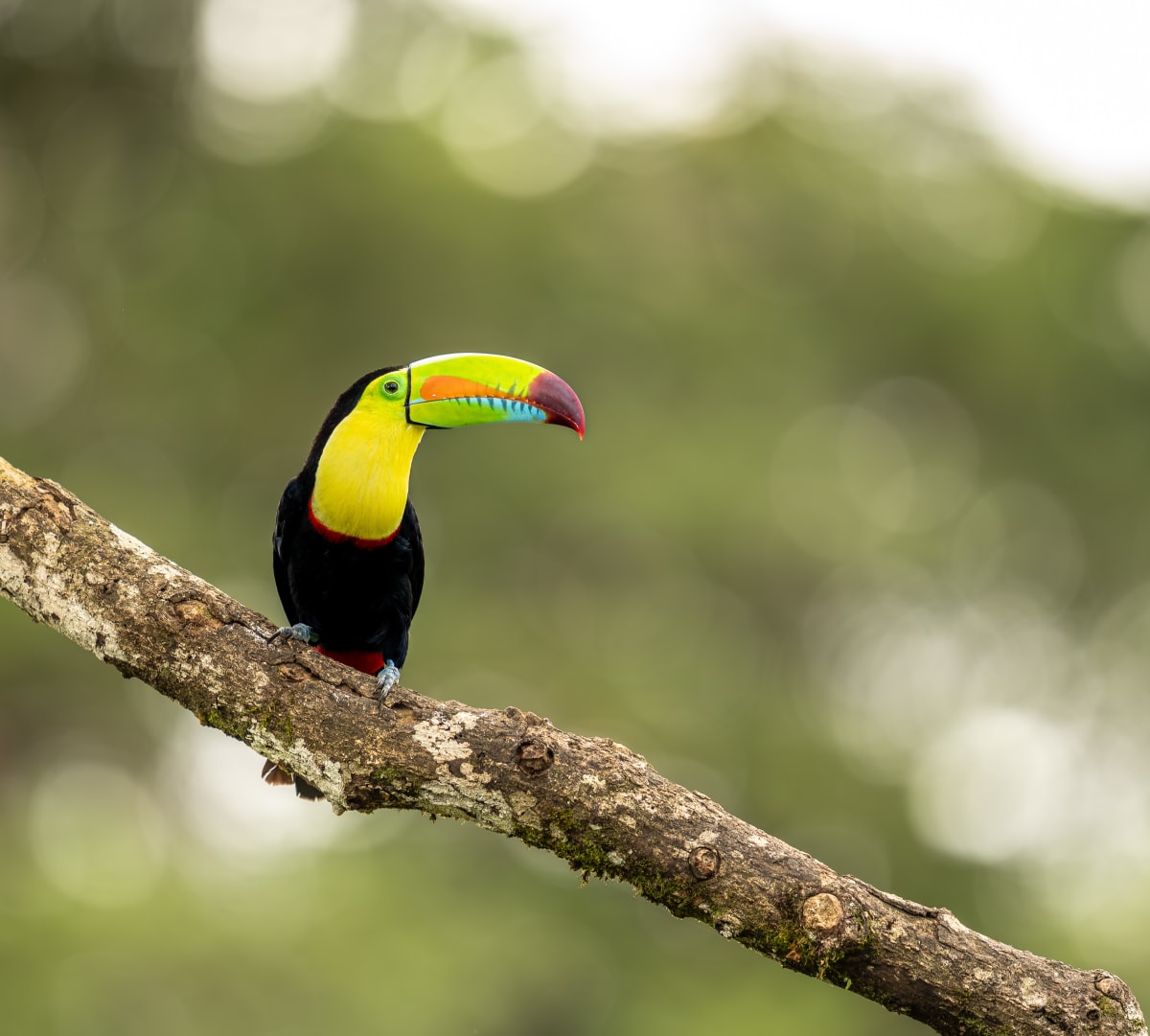 Song Birds