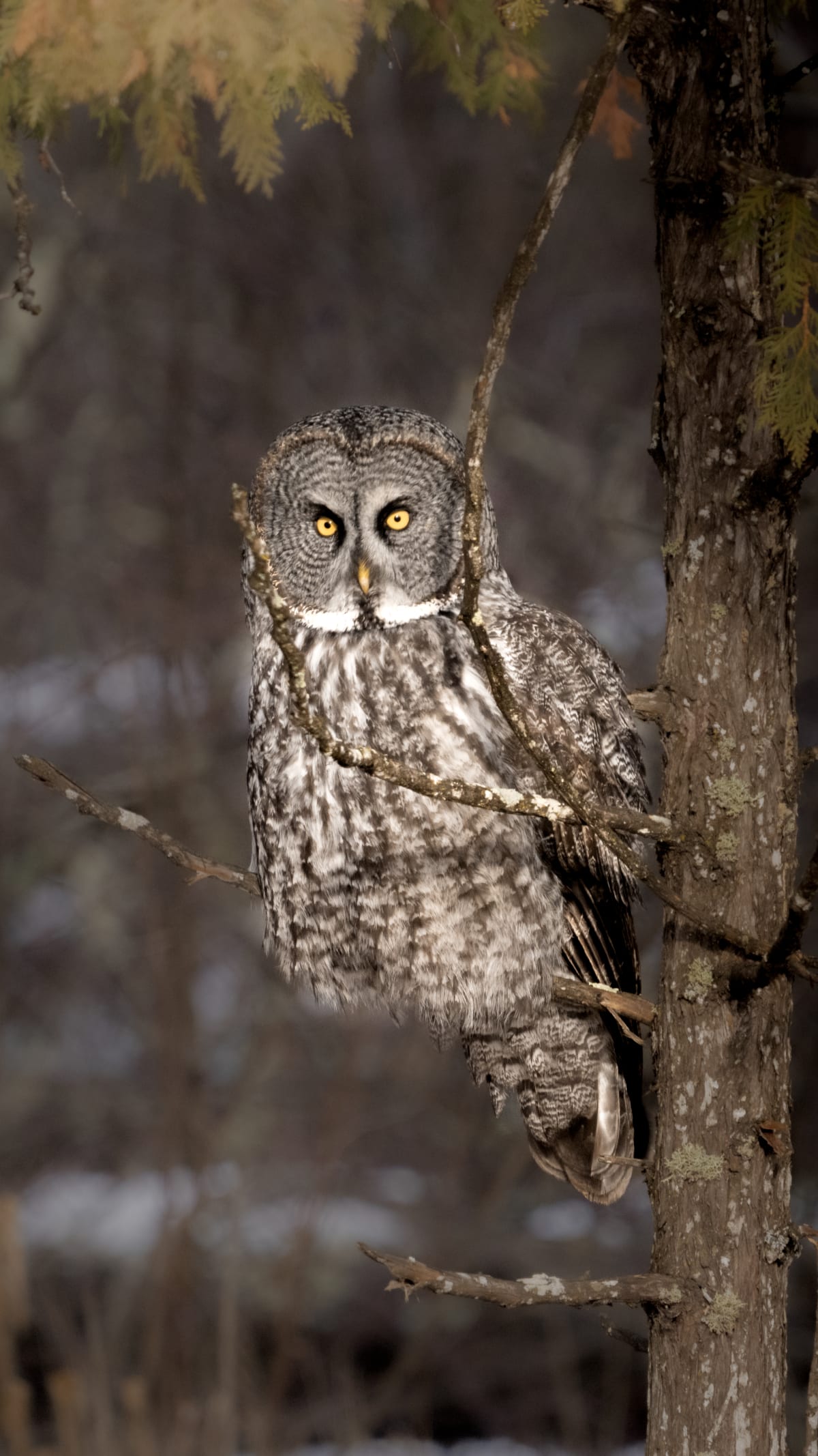 Birds of Prey