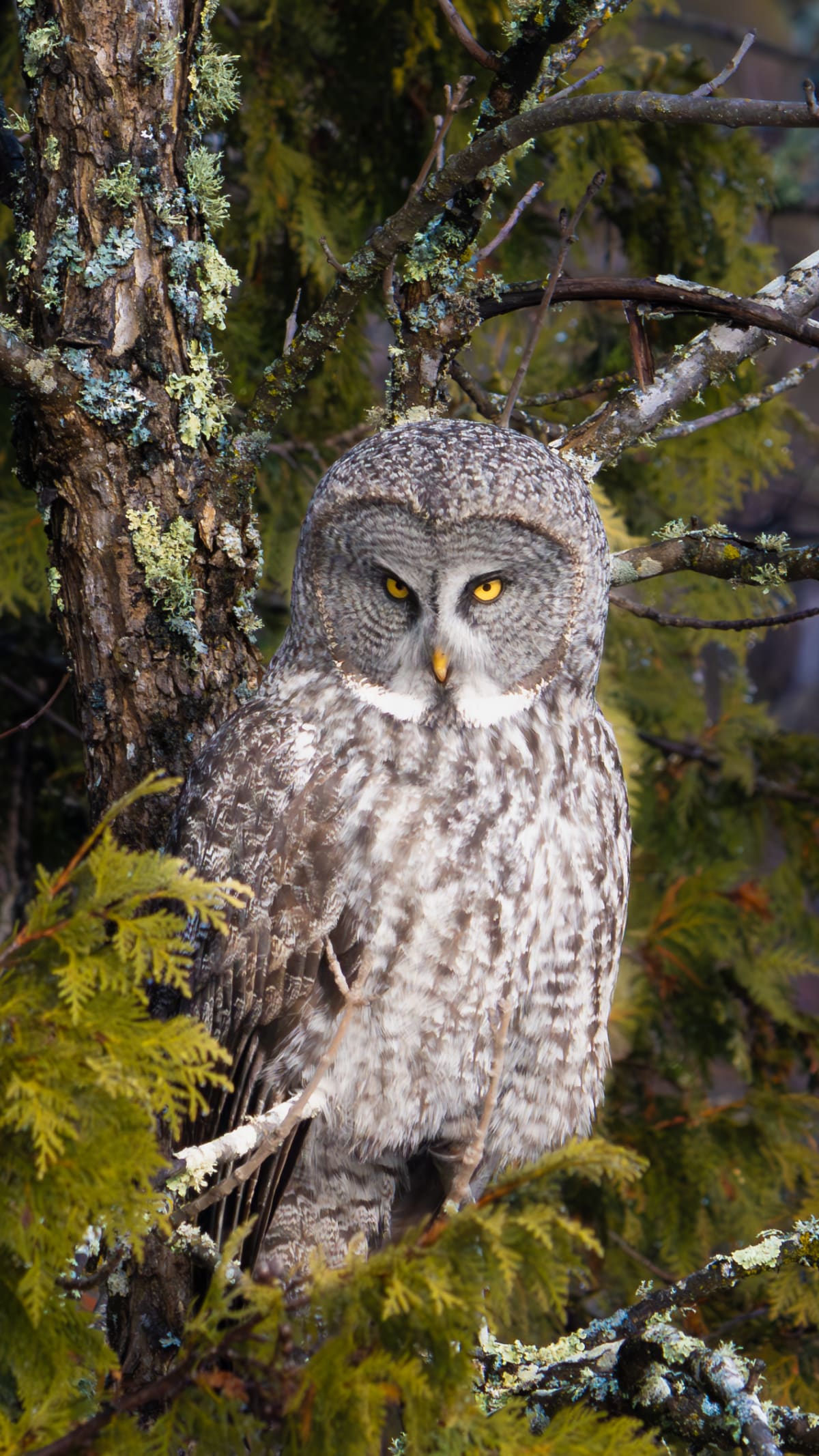 Birds of Prey