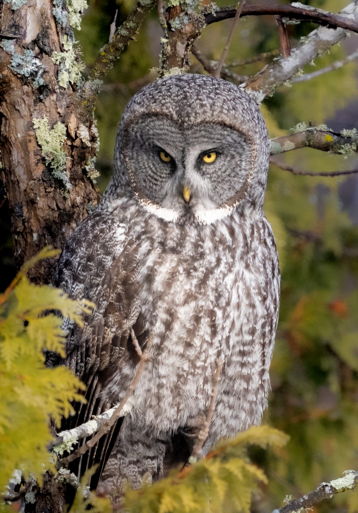Birds of Prey