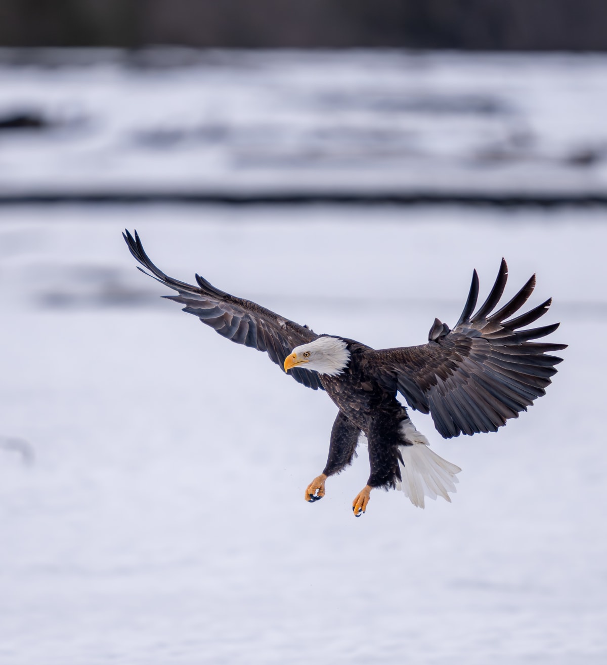 Birds of Prey
