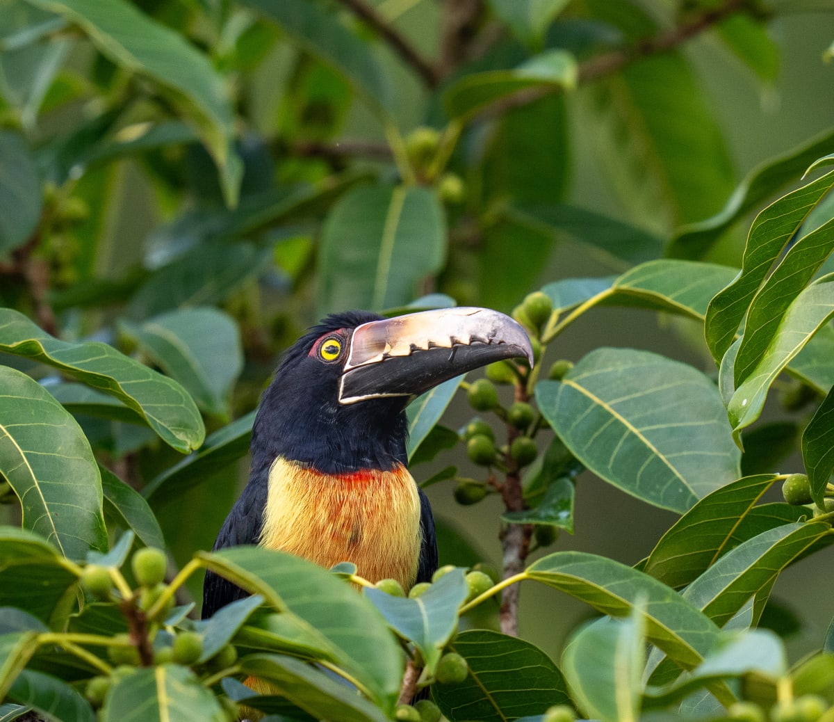 Song Birds