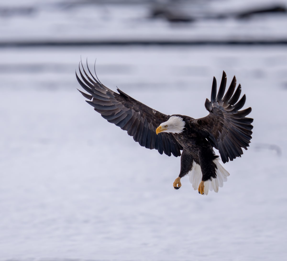 Birds of Prey