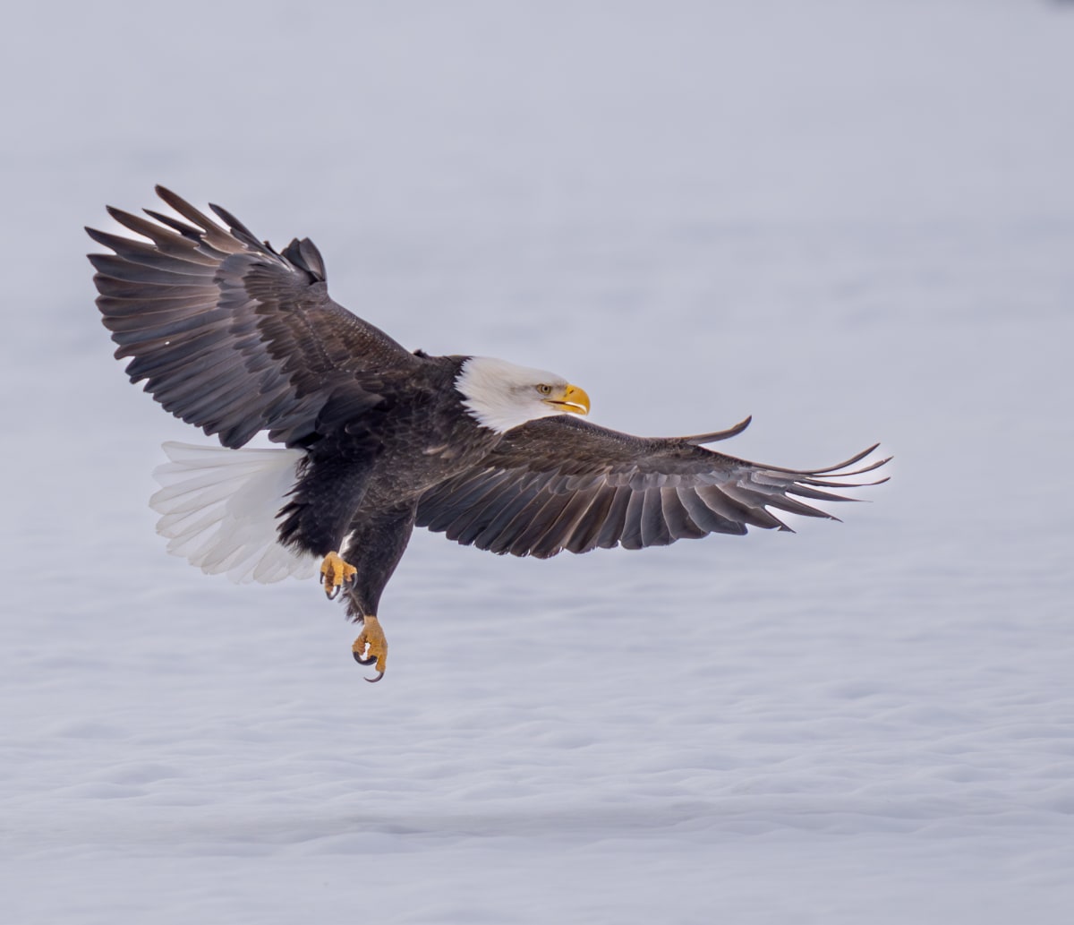 Birds of Prey