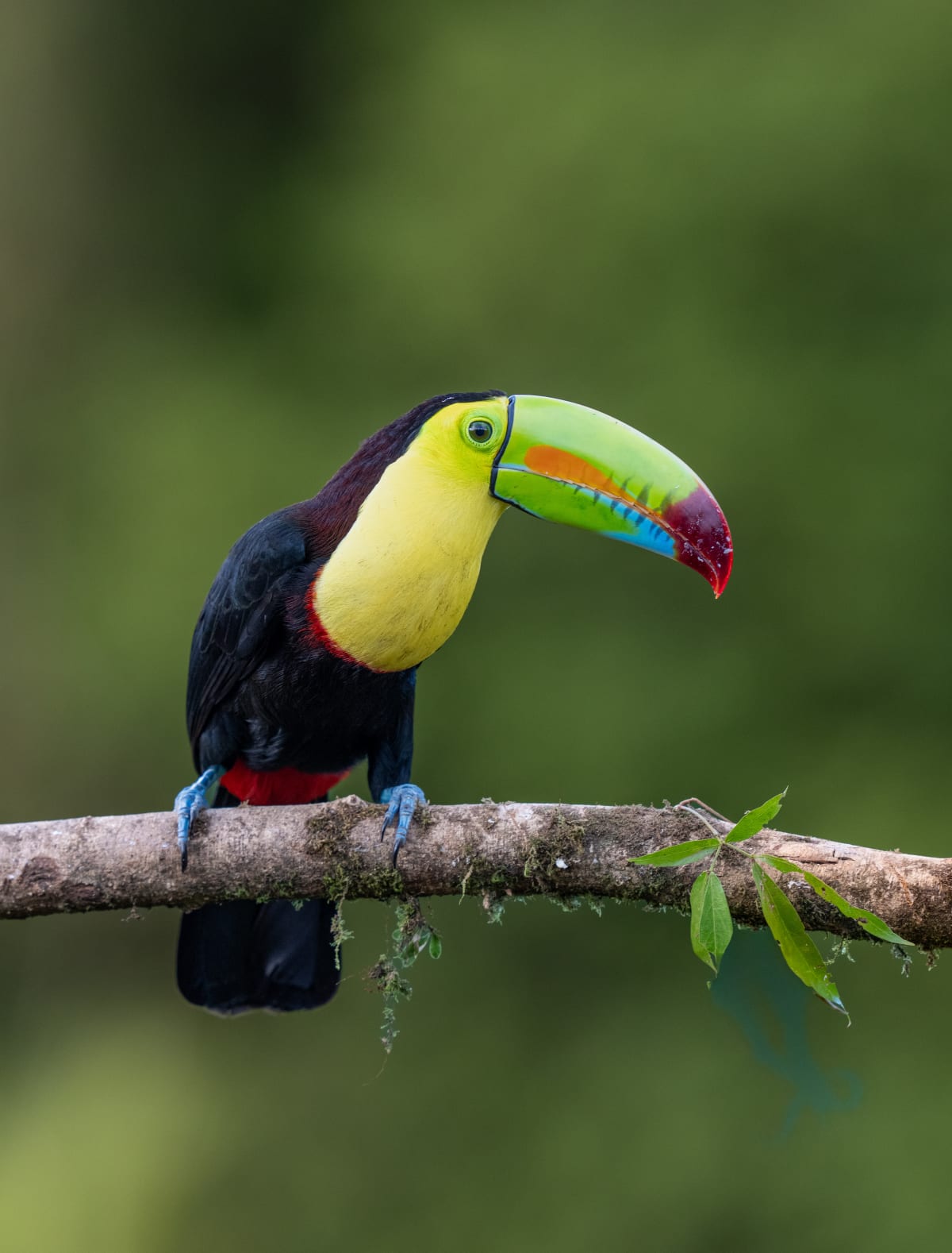 Song Birds