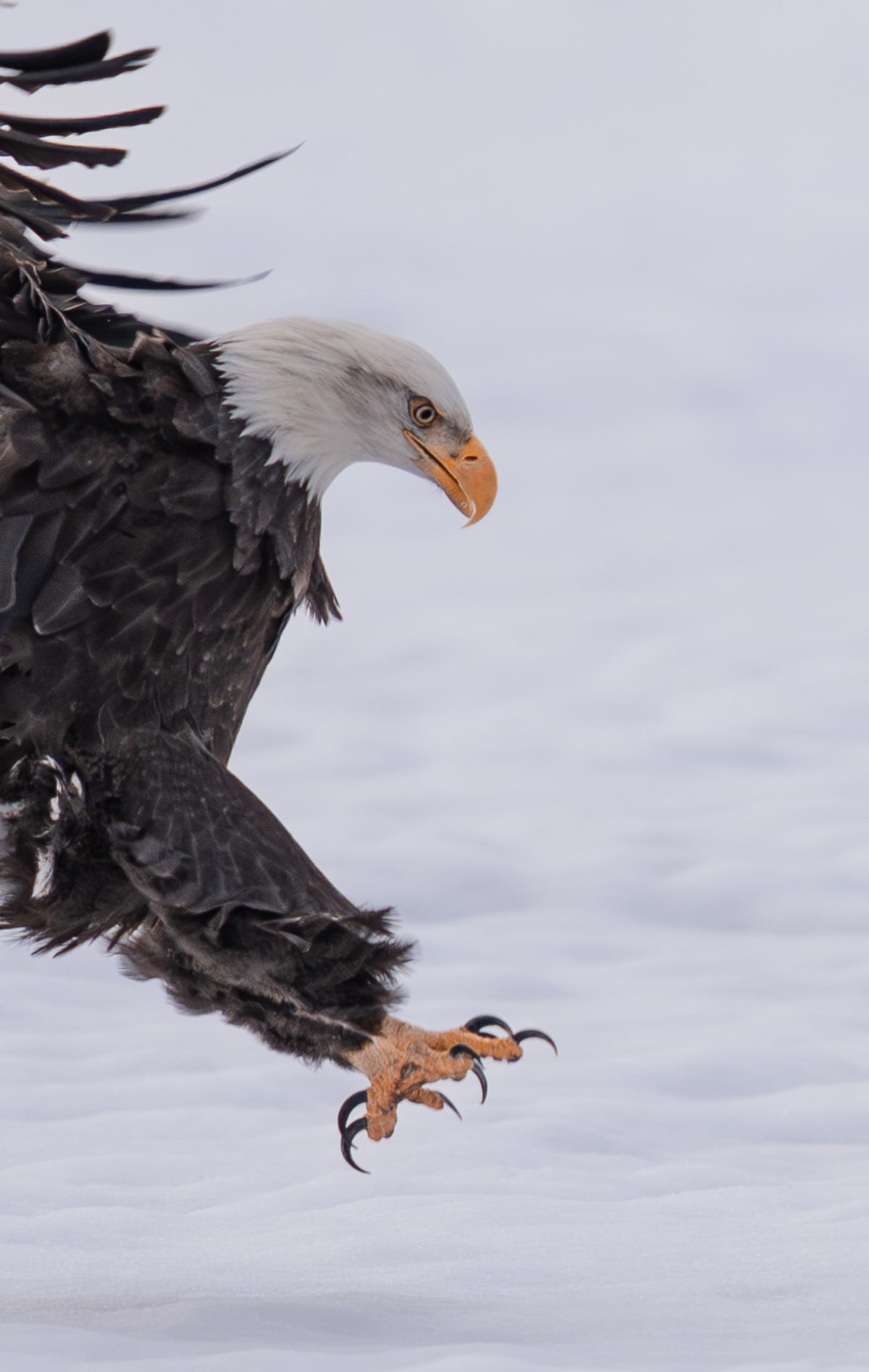 Birds of Prey